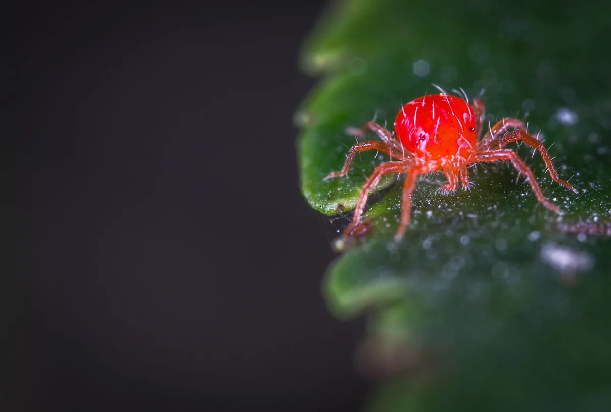 indoor houseplant spider mite prevention