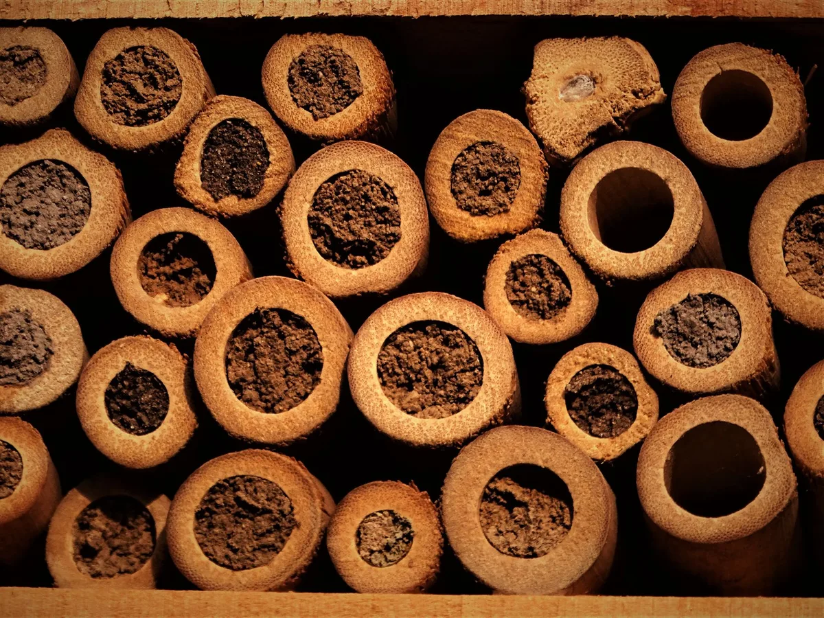 insect hotel with bamboo tubes