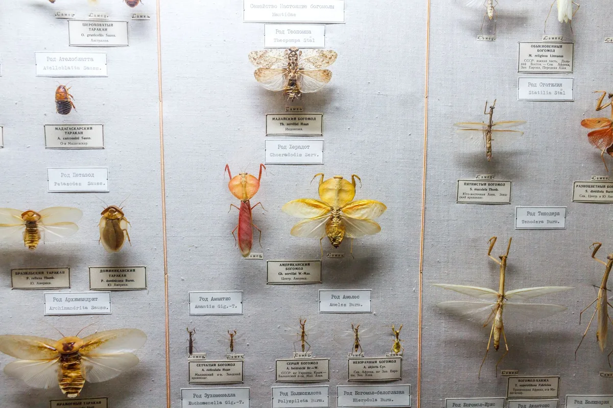 Insect life stages diagram