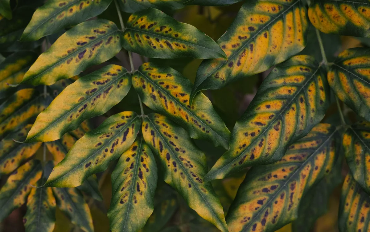 iron chlorosis grass