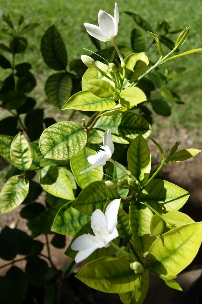 iron deficiency chlorosis