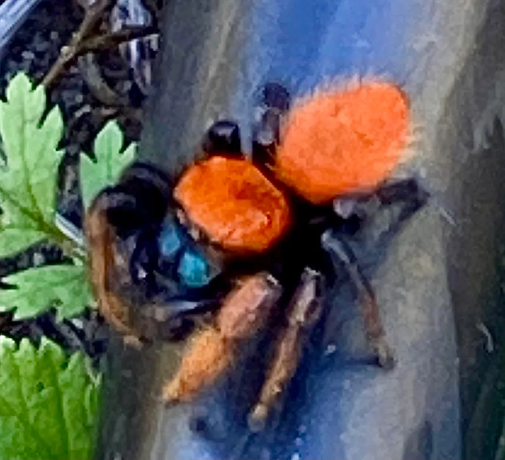 Is ant control safe