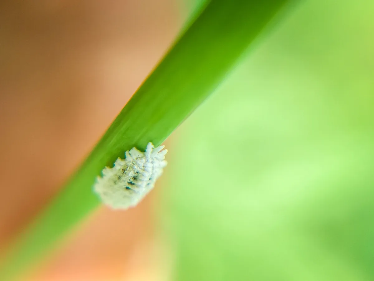 Is mealybugs safe