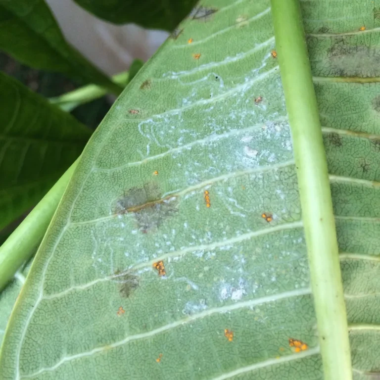 Is whiteflies safe
