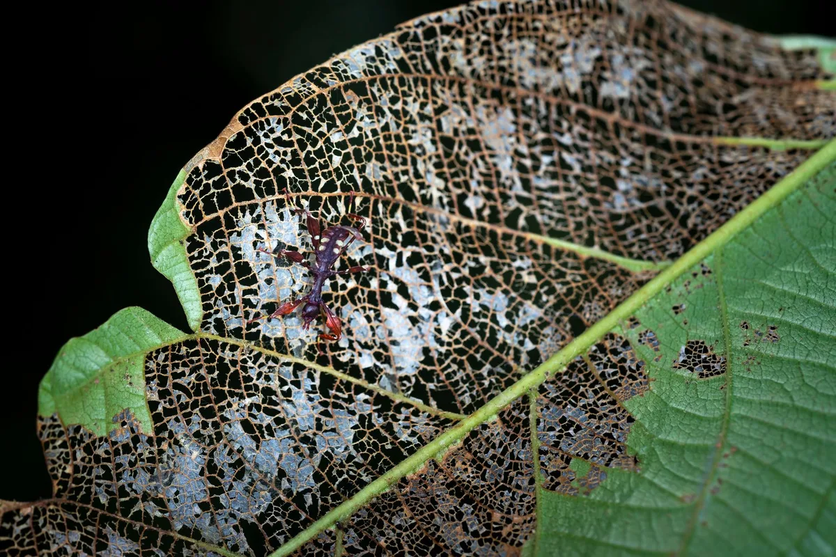 Japanese beetle adult feeding damage