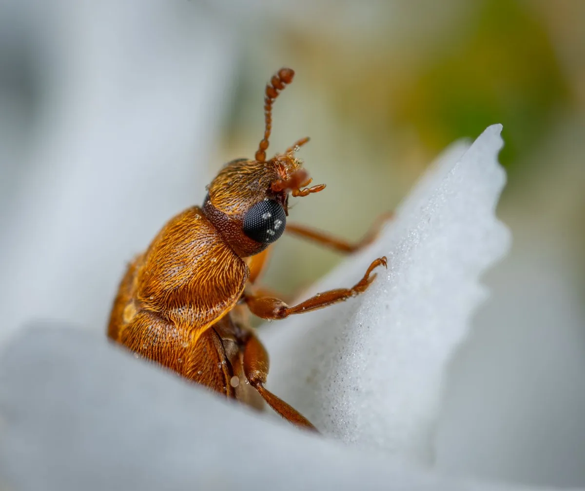 Japanese beetle adult