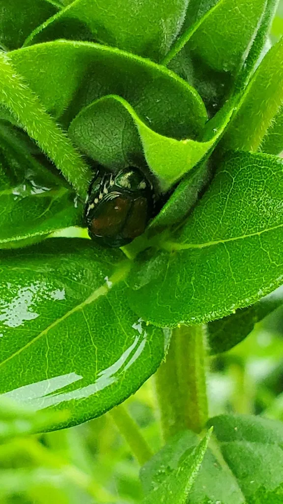 Japanese beetle clustering aggregation