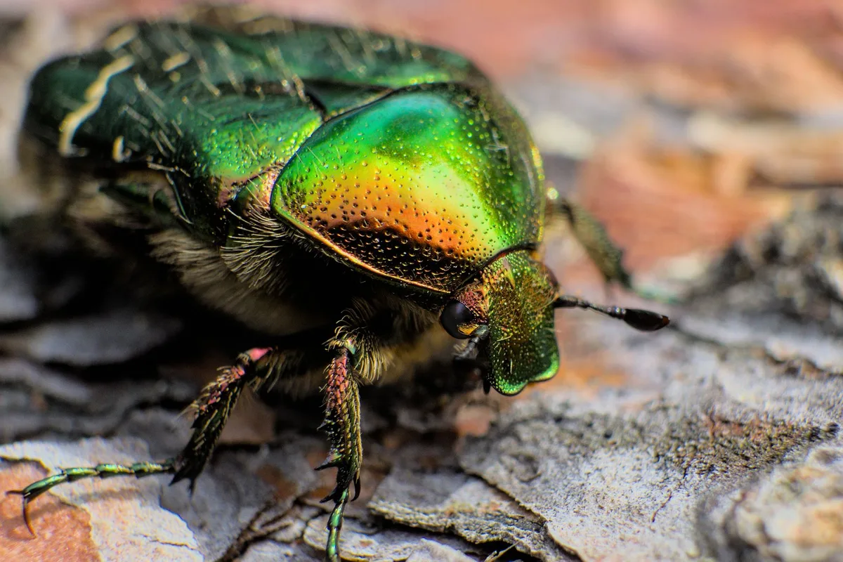Japanese beetle European chafer June beetle comparison