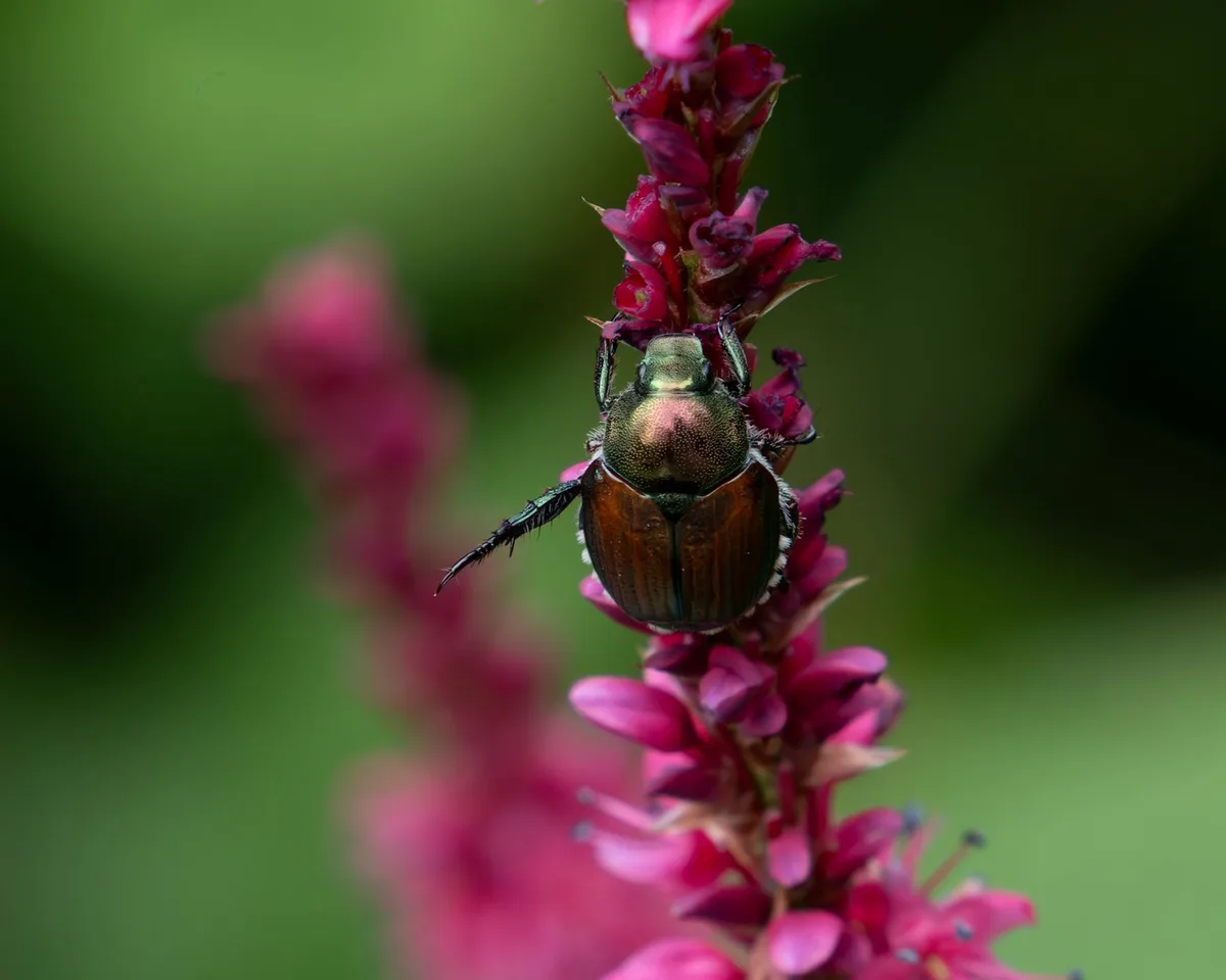 Japanese beetle grub close up