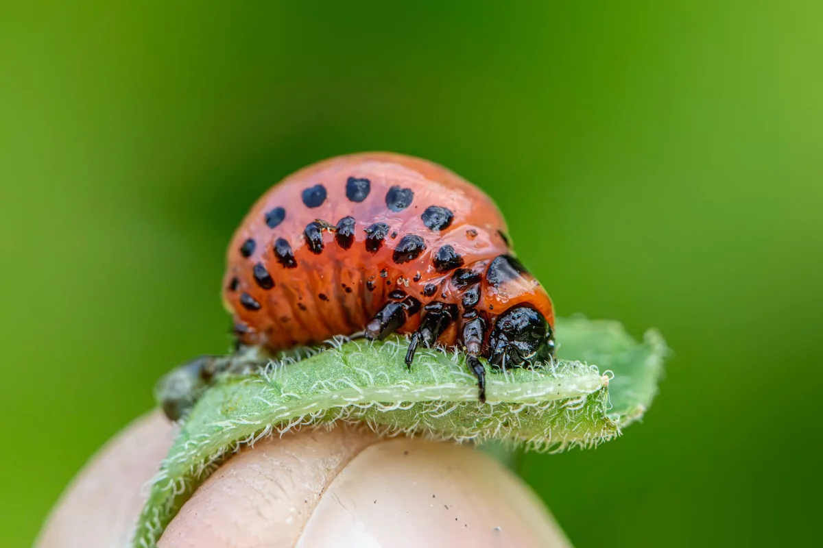 Japanese beetle grub depth