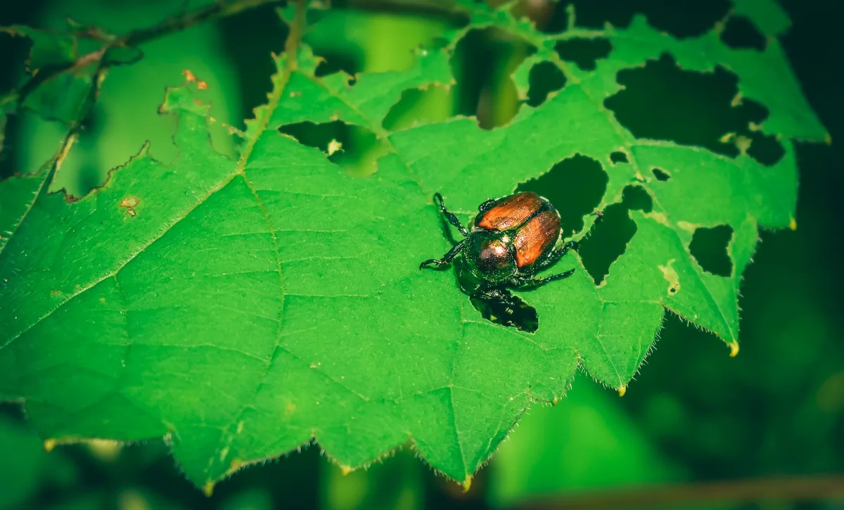 Japanese beetle grub identification