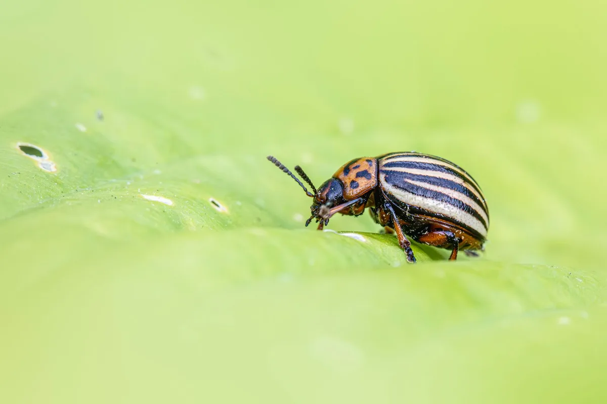Japanese beetle grub lifecycle