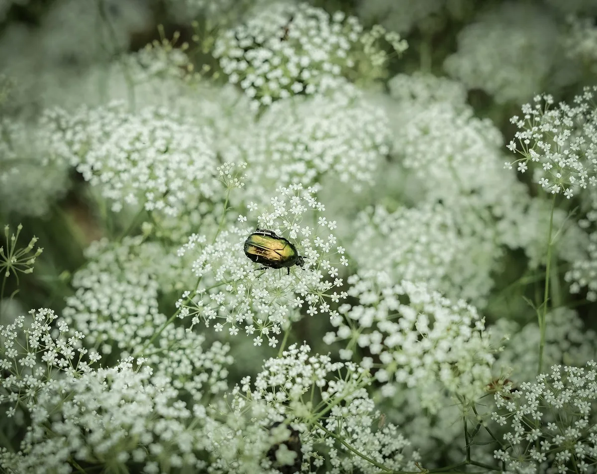 Japanese beetle grub