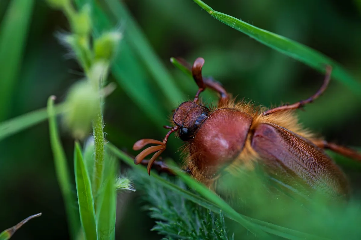 Japanese beetle grub