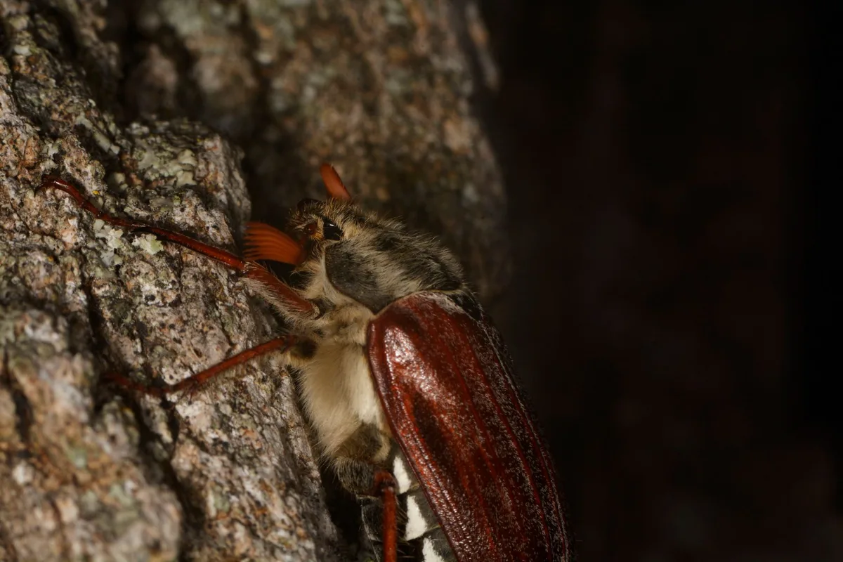 Japanese beetle grub vs European chafer grub comparison