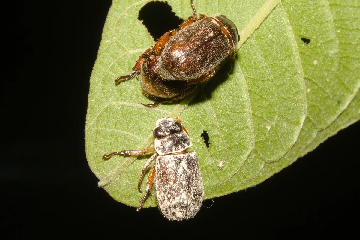 Japanese beetle grub vs European chafer
