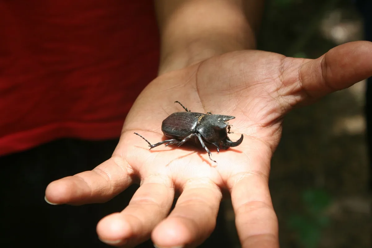 Japanese beetle handling