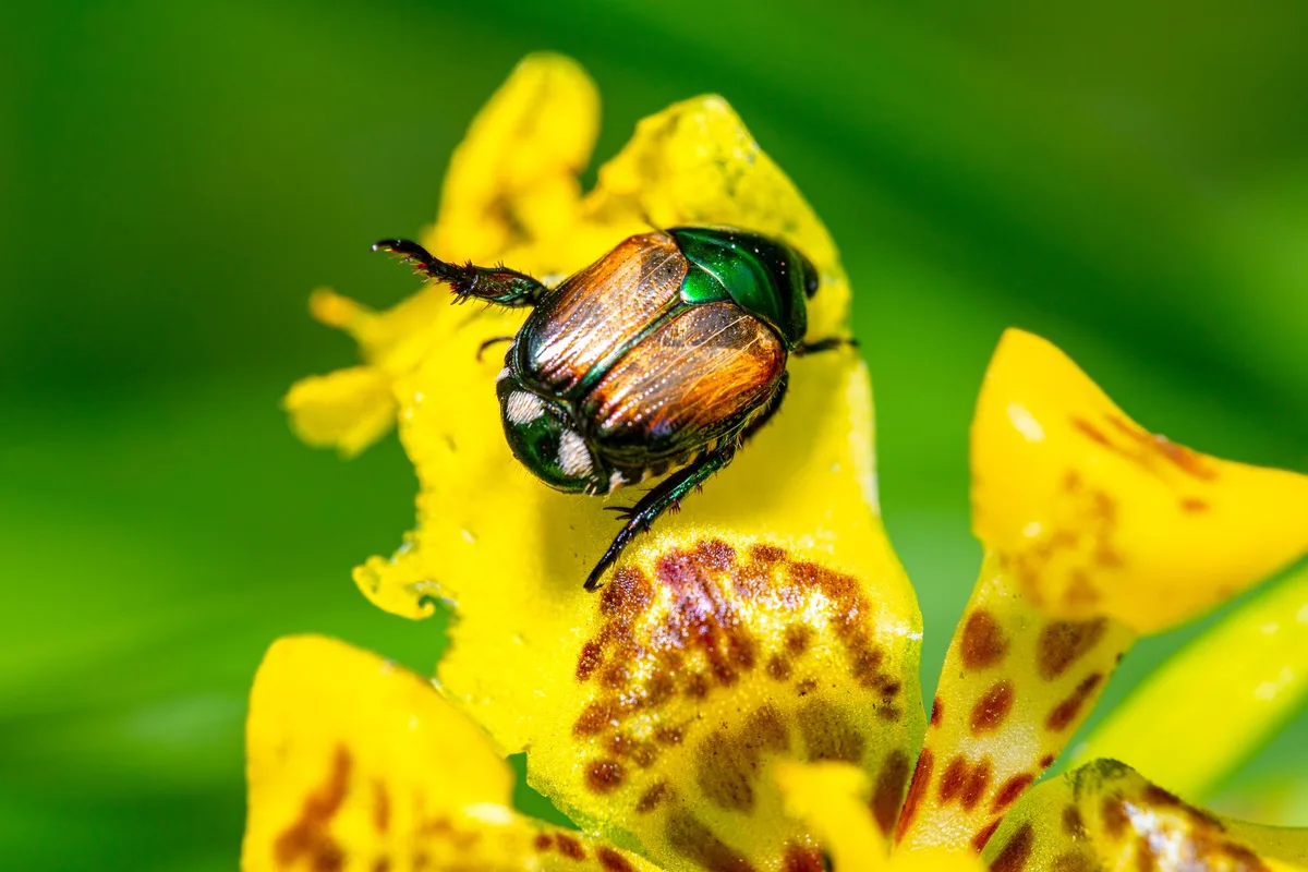 Japanese beetle identification