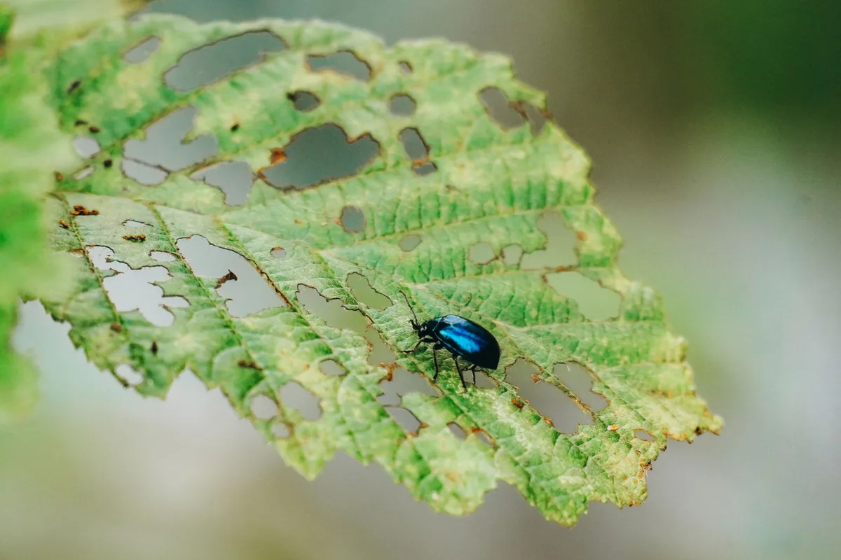 Japanese beetle leaf damage