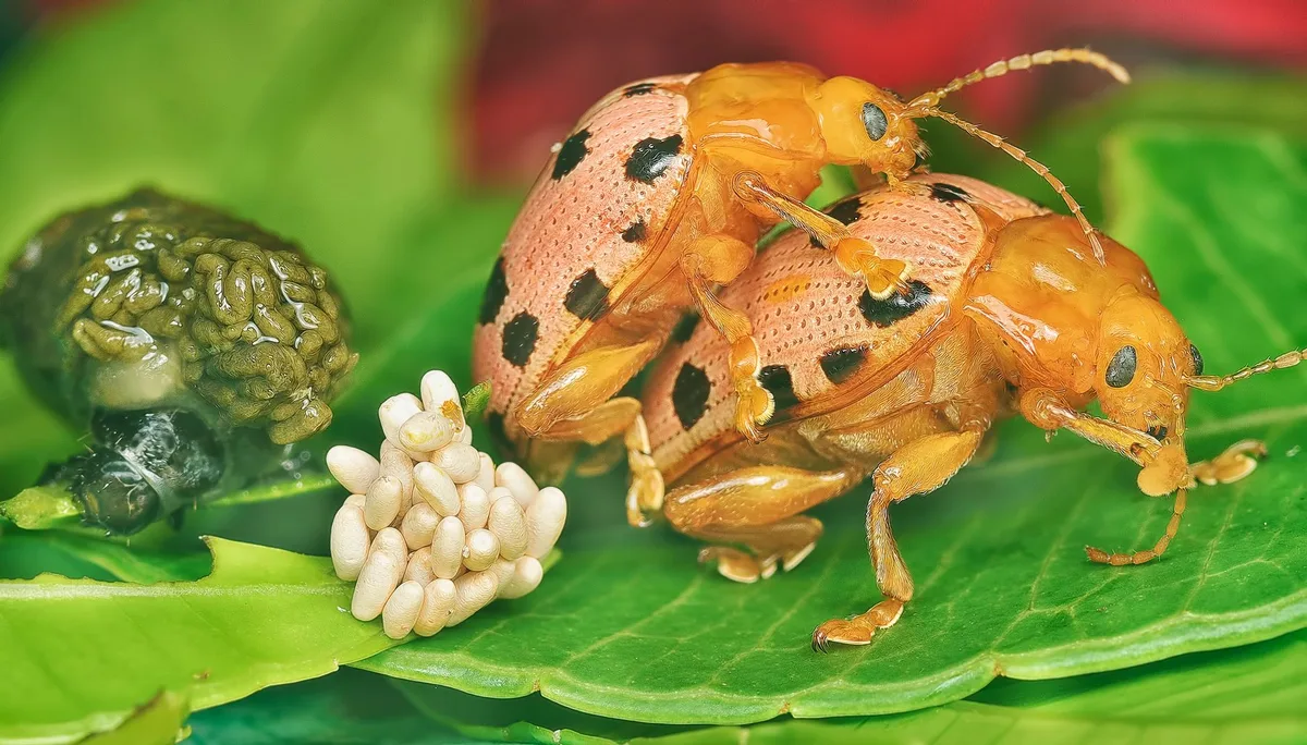 Japanese beetle lifecycle