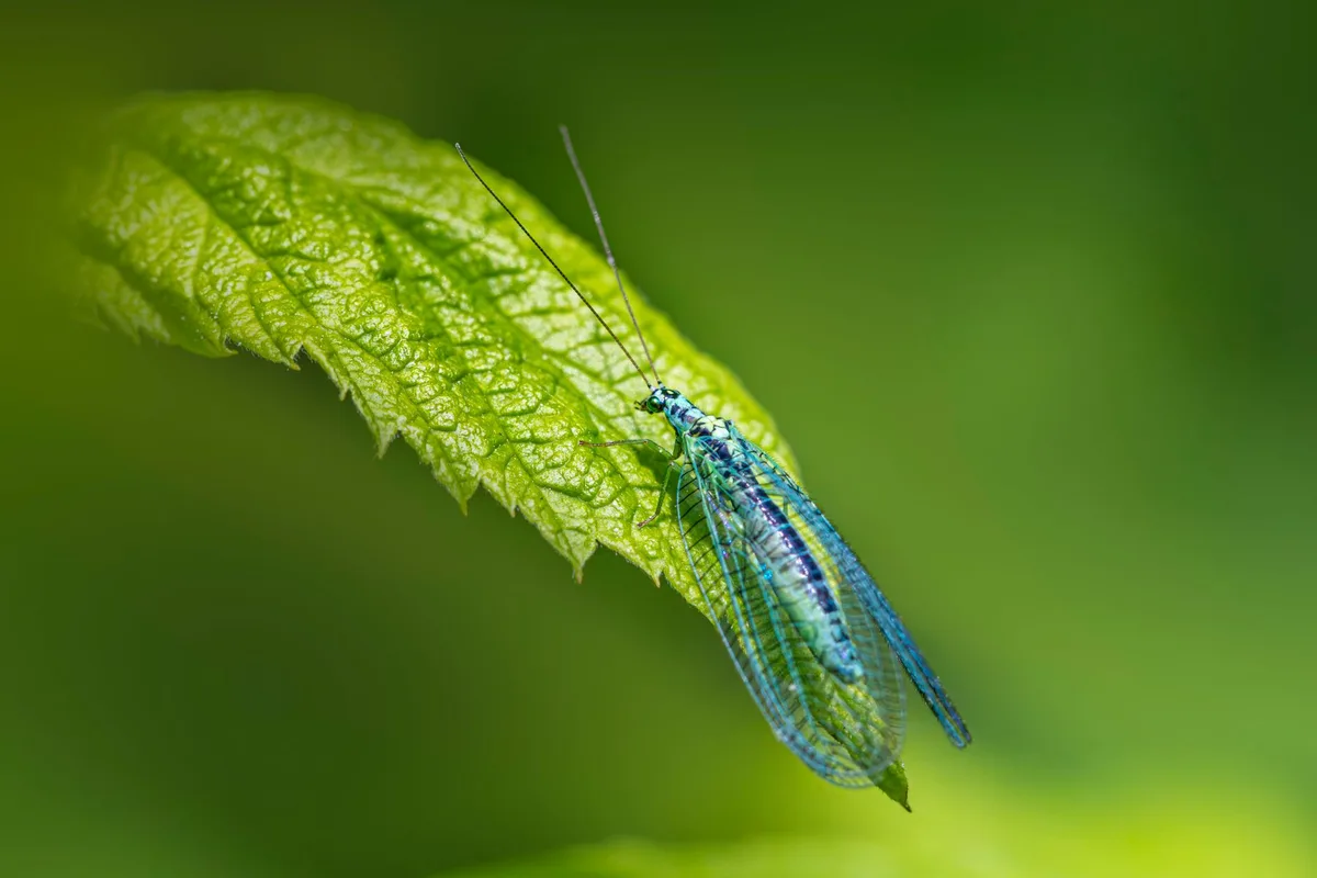 lacewing larva pest control