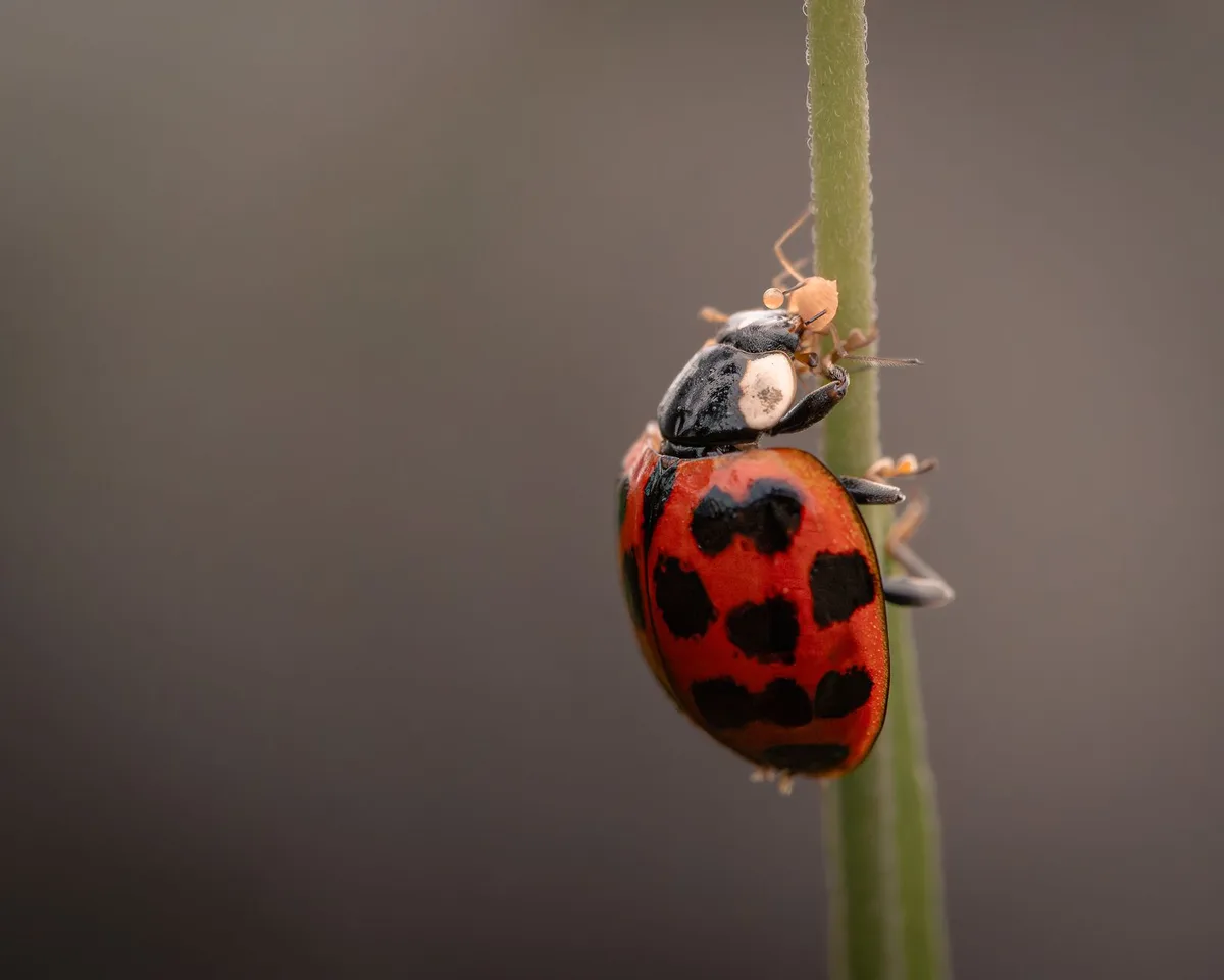 Ladybug larvae eating aphids