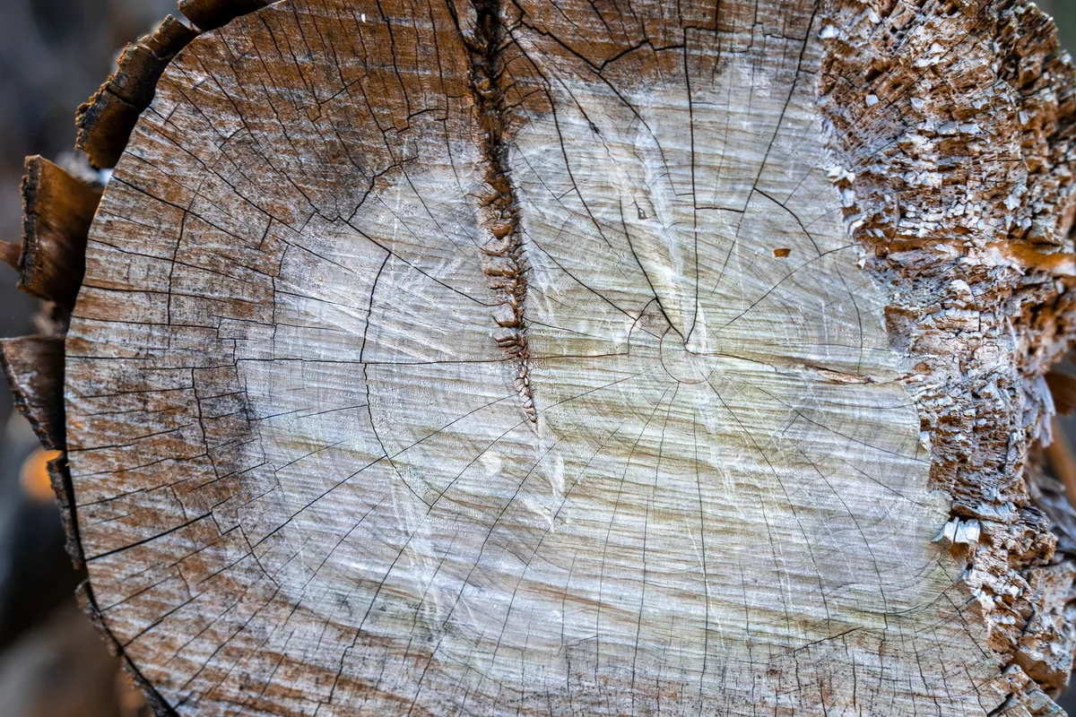 landscape fabric cross-section