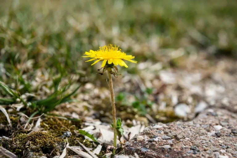 Landscape fabric failure – weed breakthrough