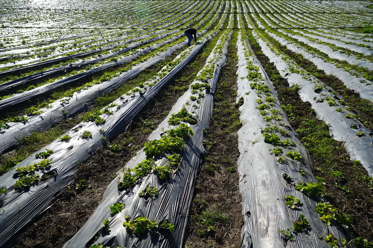 Landscape fabric vs plastic mulch