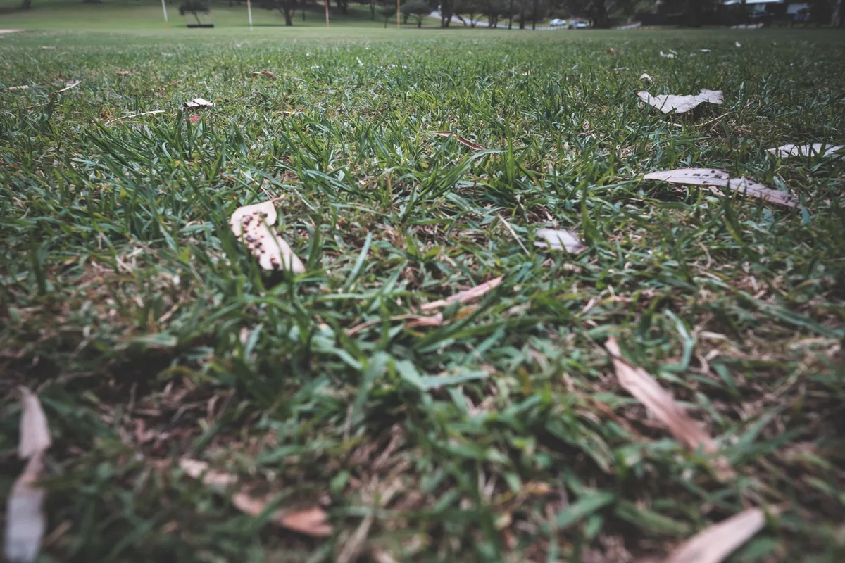 Lawn after aeration with soil plugs