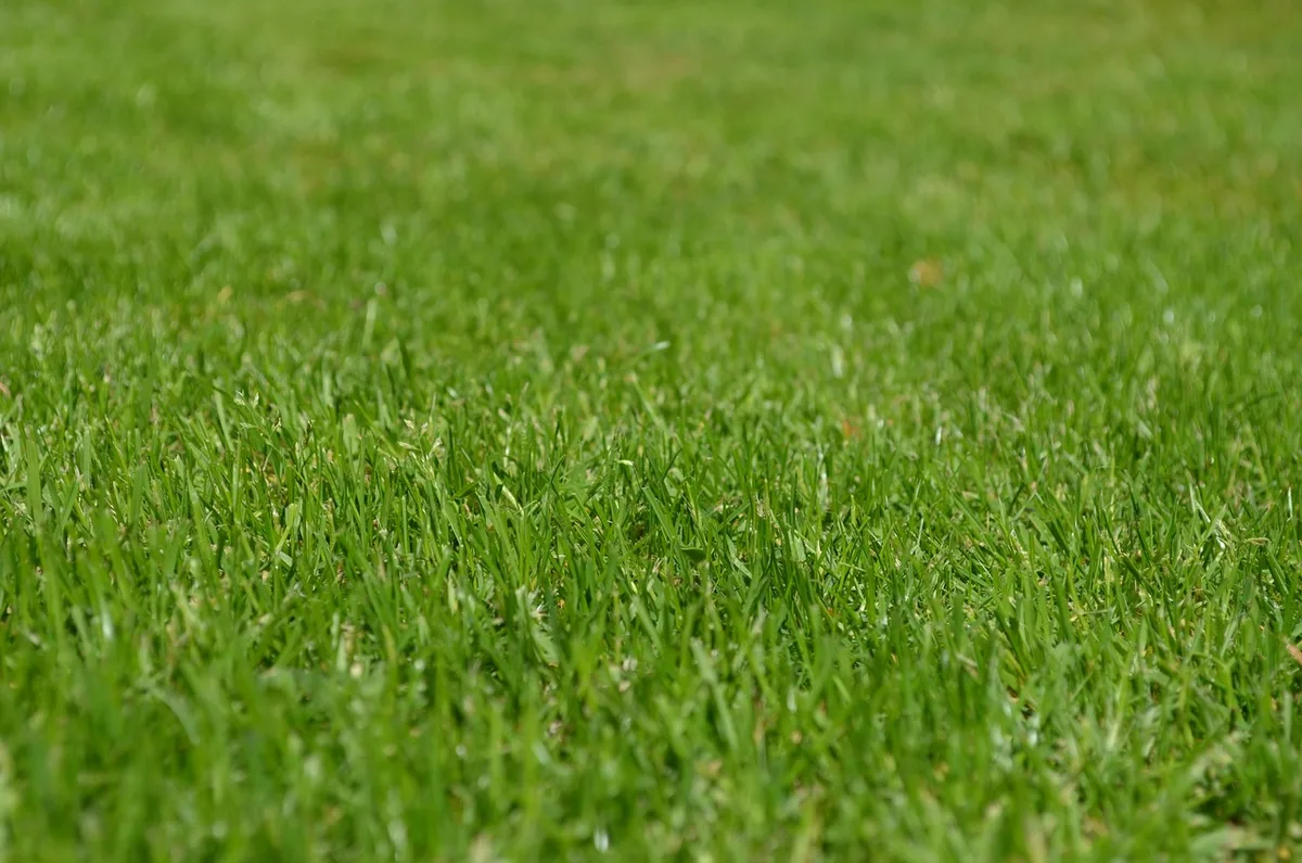 lawn establishment workflow diagram