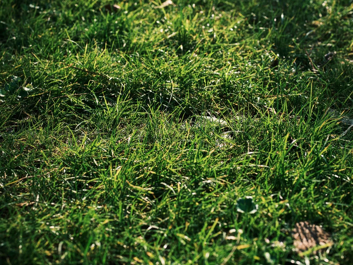 Lawn Fertilizer Mistakes to Avoid