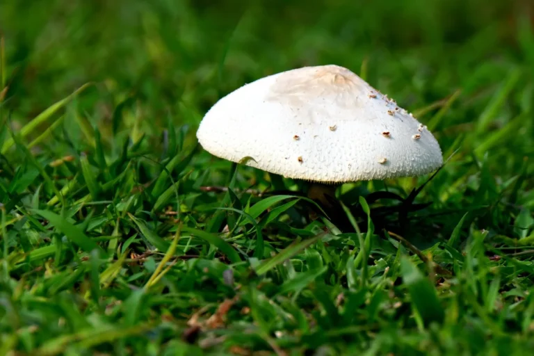 lawn fungus dollar spot patch