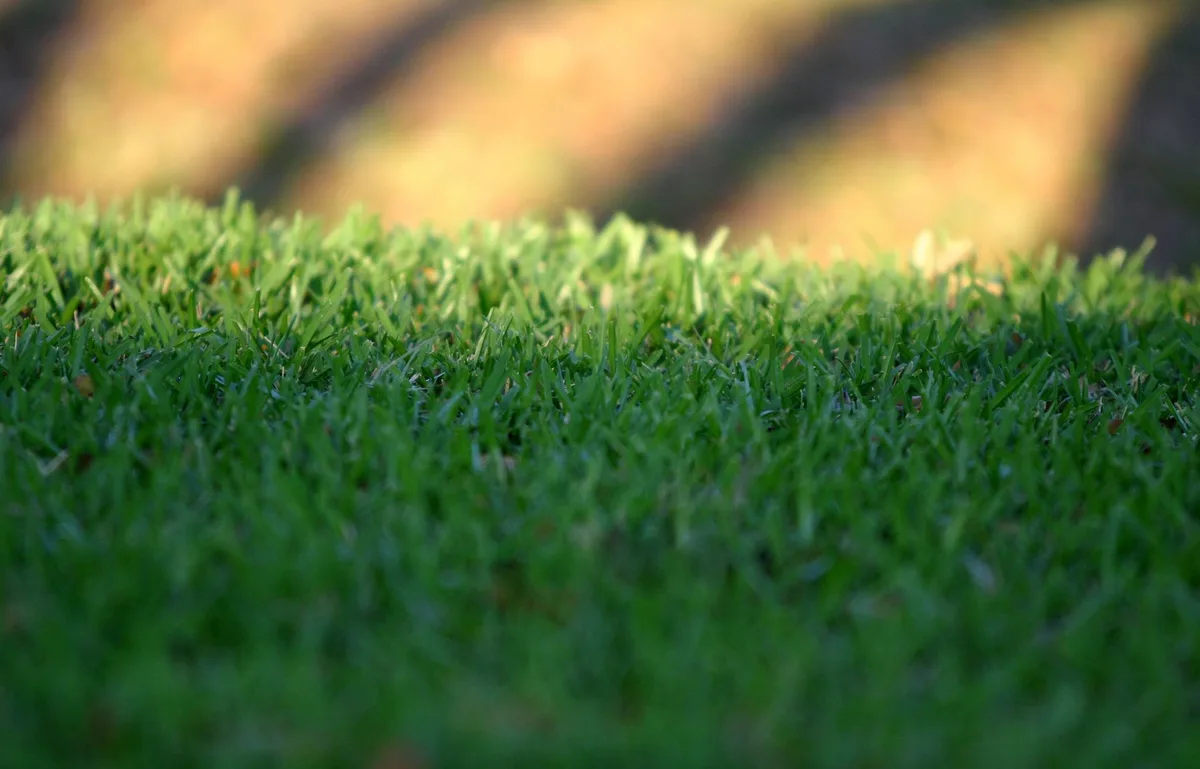 lawn fungus maintenance guide