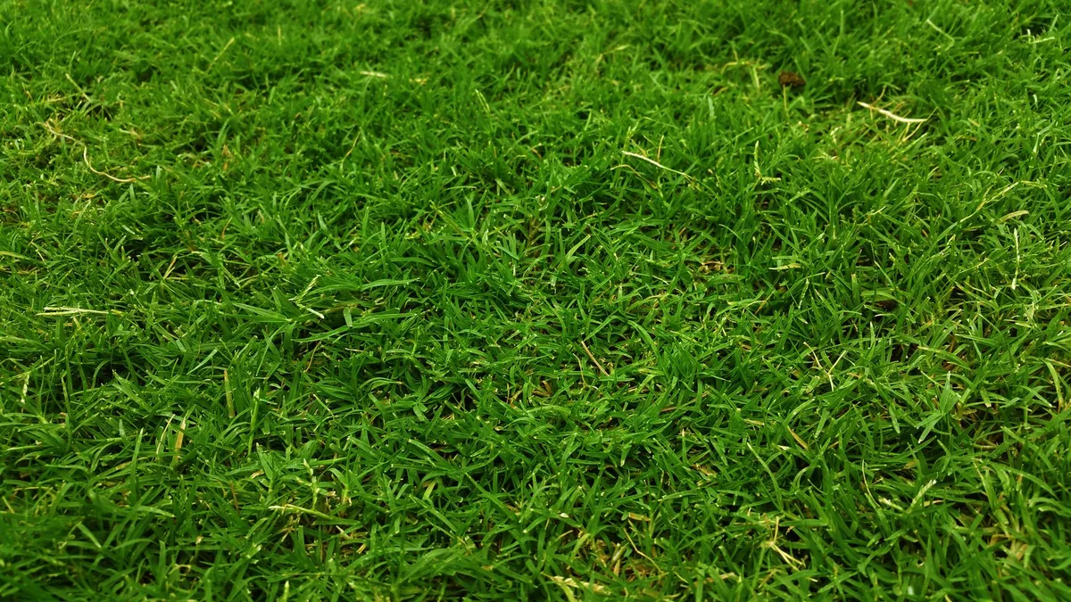 lawn greening after fertilizer