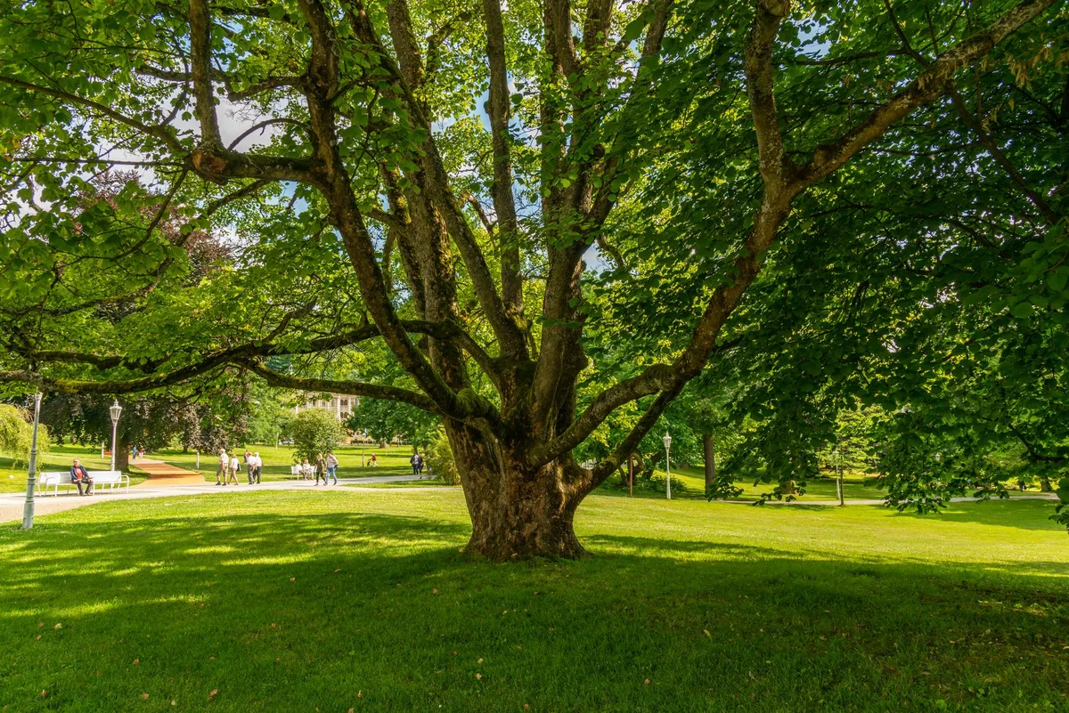 lawn grub decision tree flowchart