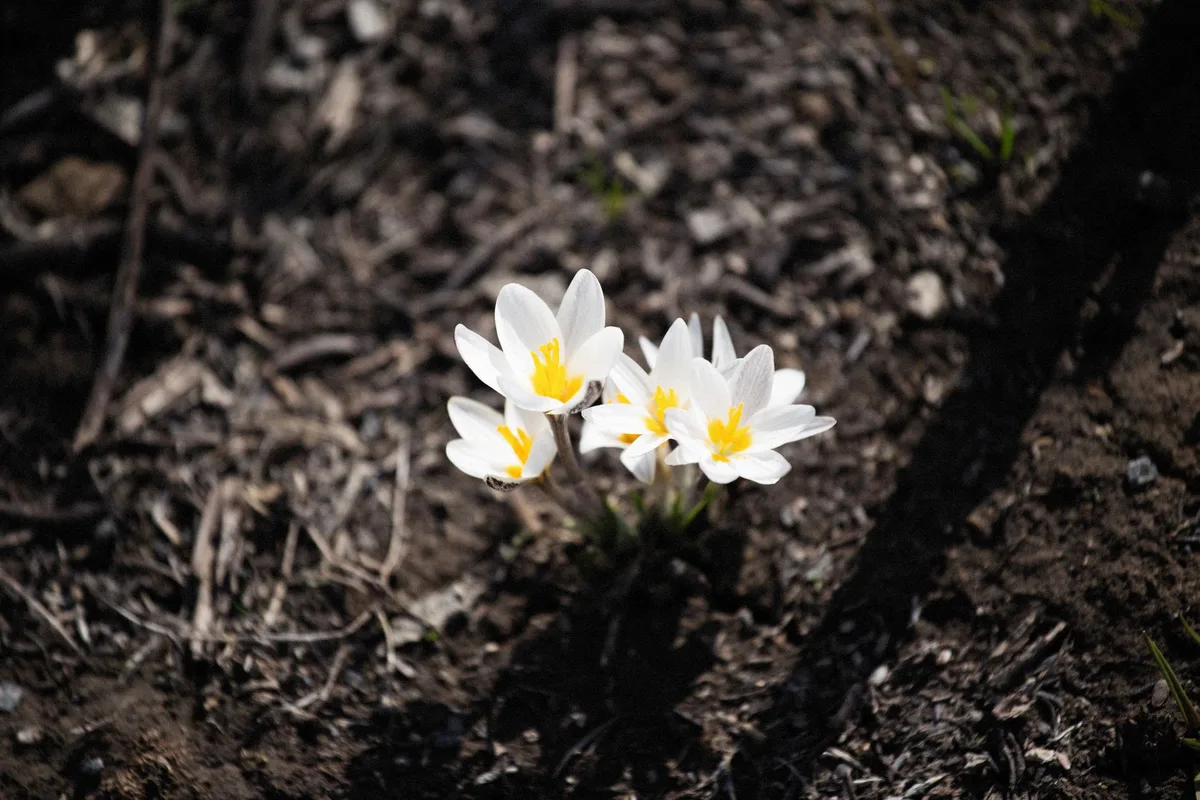 lawn grubs maintenance guide