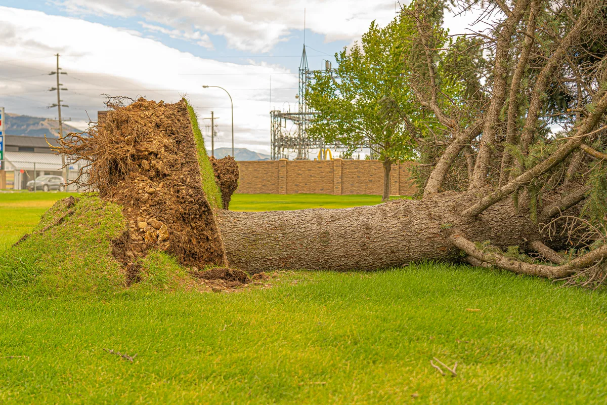 lawn grubs root damage