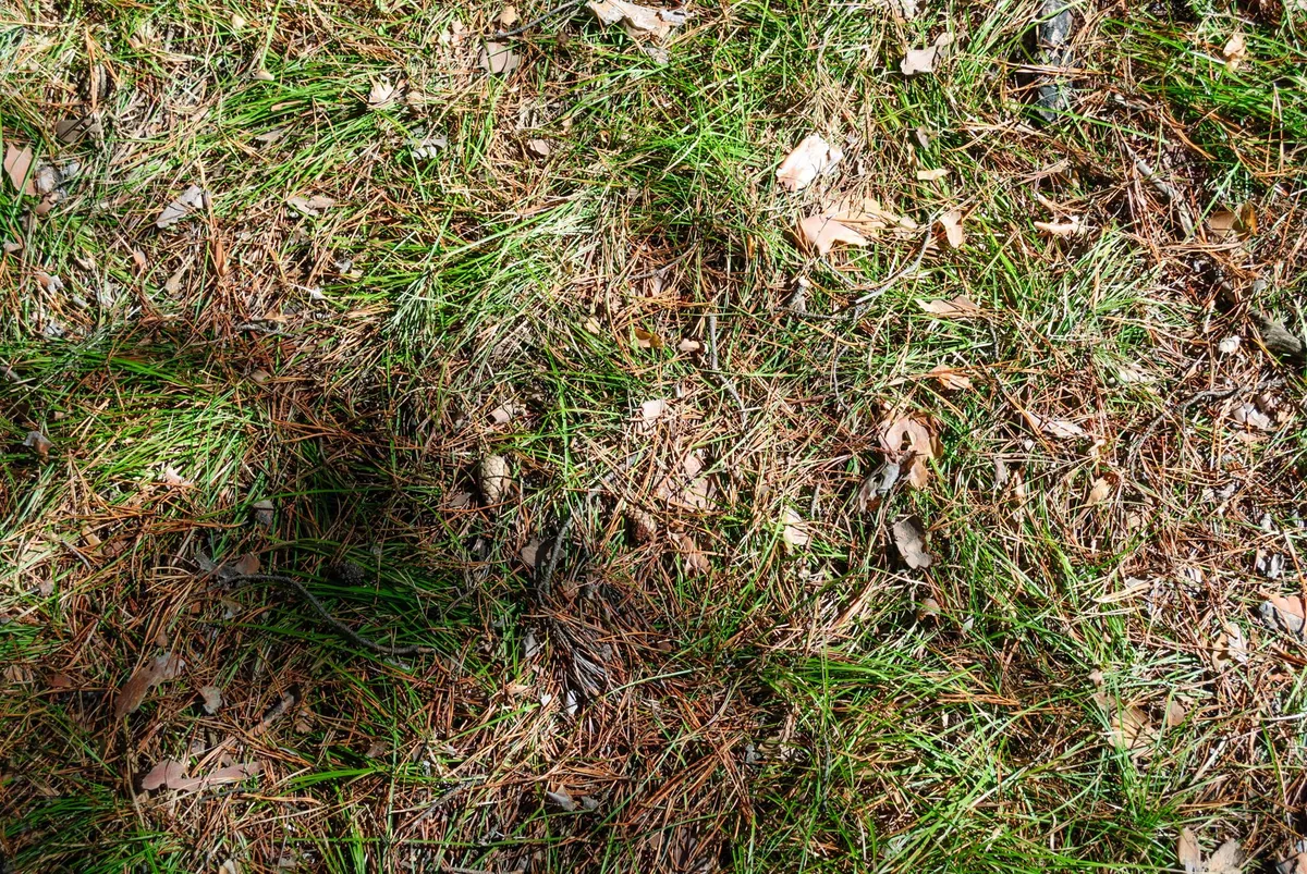 lawn mowing mistakes