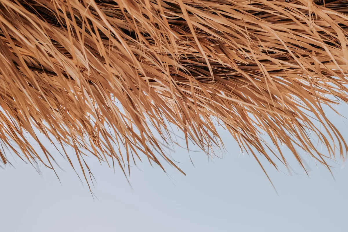 lawn thatch layer cross section