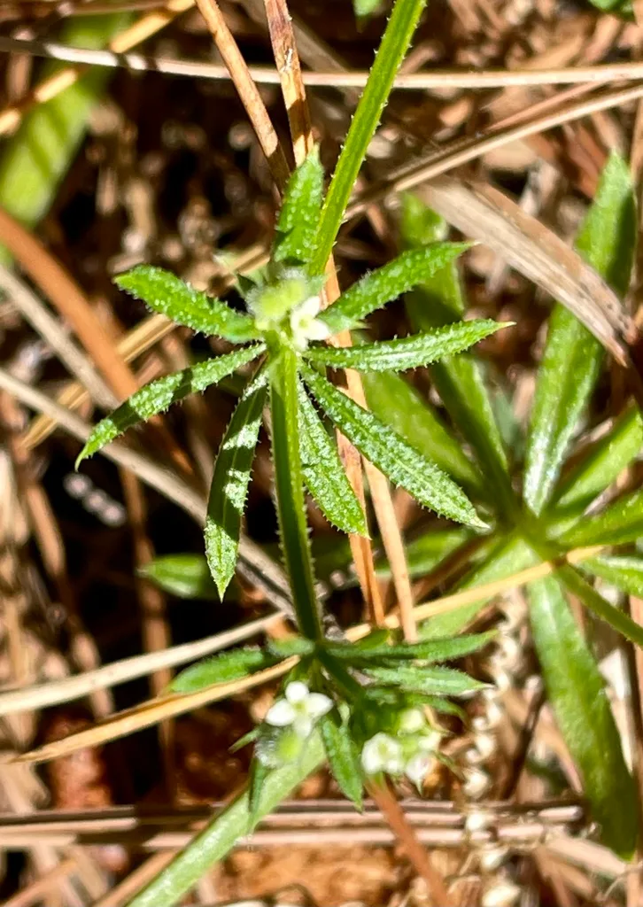 lawn weed identification