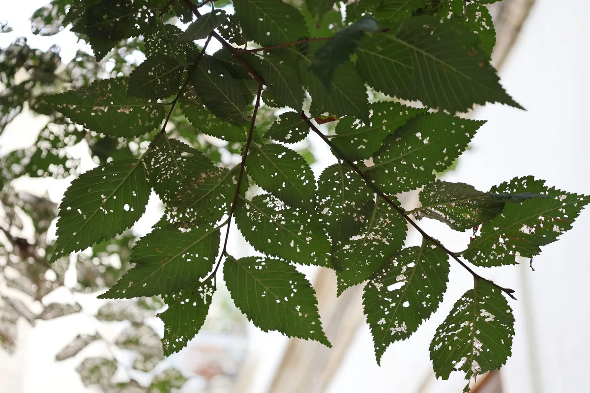 leaf burn neem oil