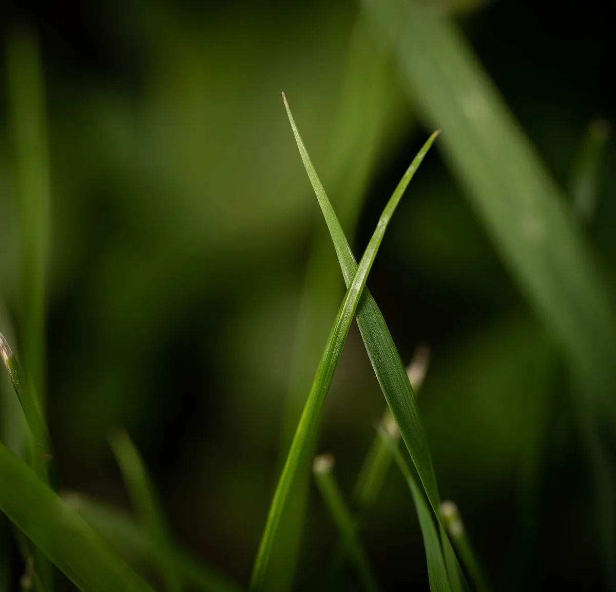 Leaf lesion appearance