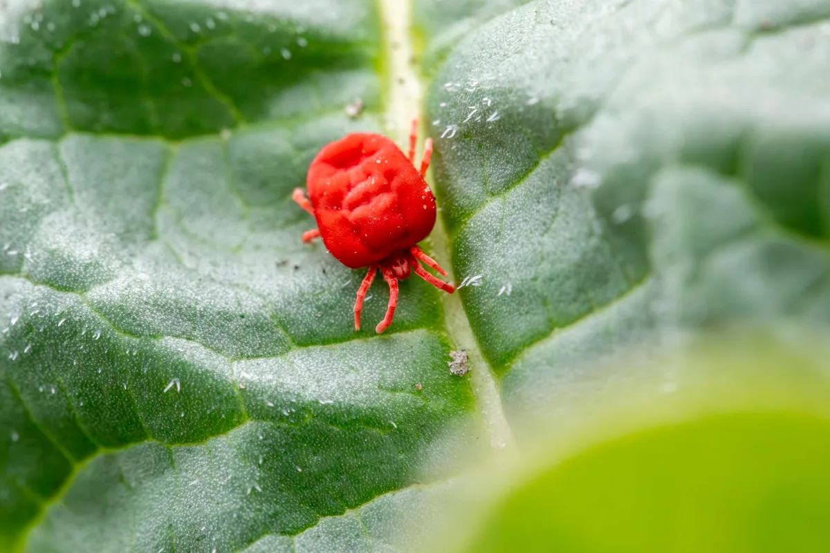 leaf stippling damage spider mites