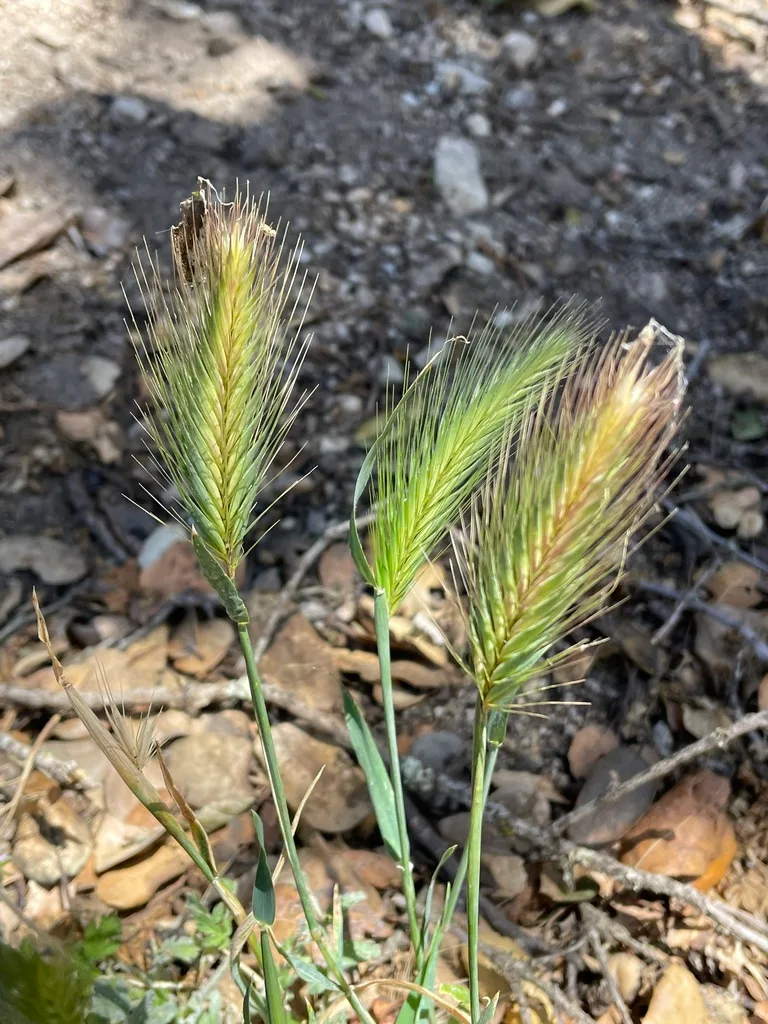 ligule auricle collar grass identification