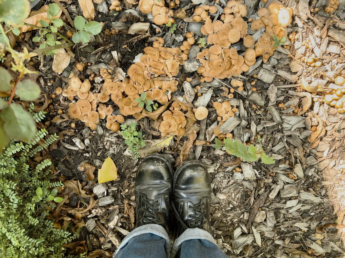 matted sour mulch