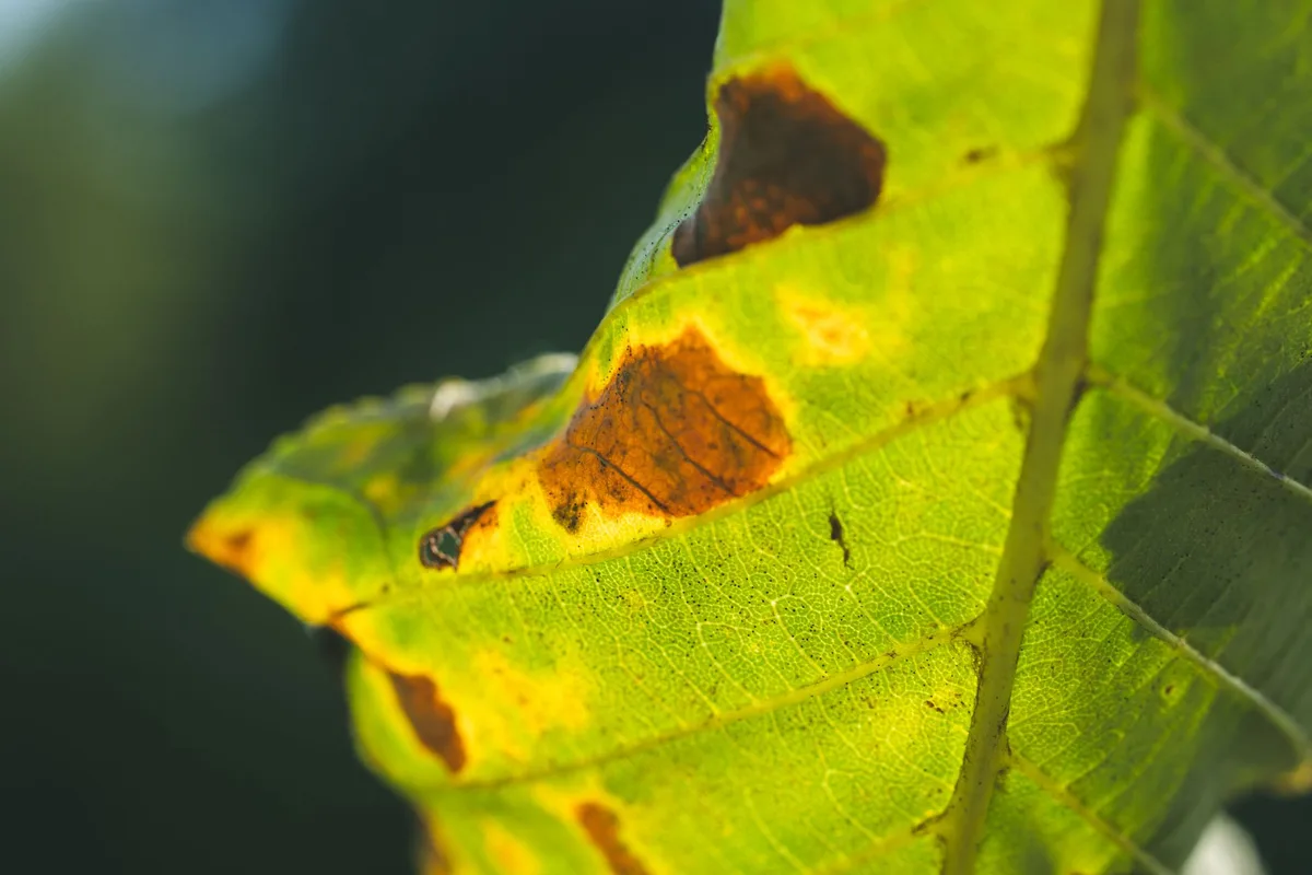 mealybug damage