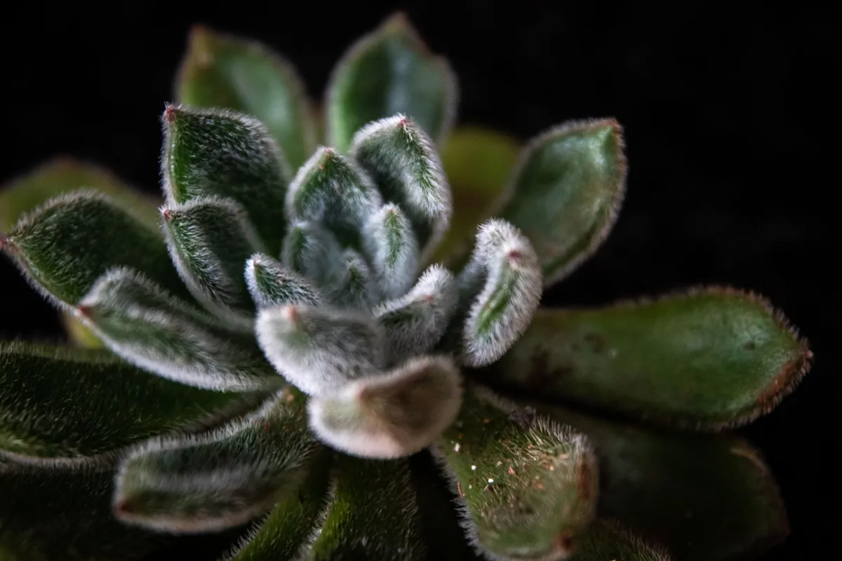 mealybug infested succulent