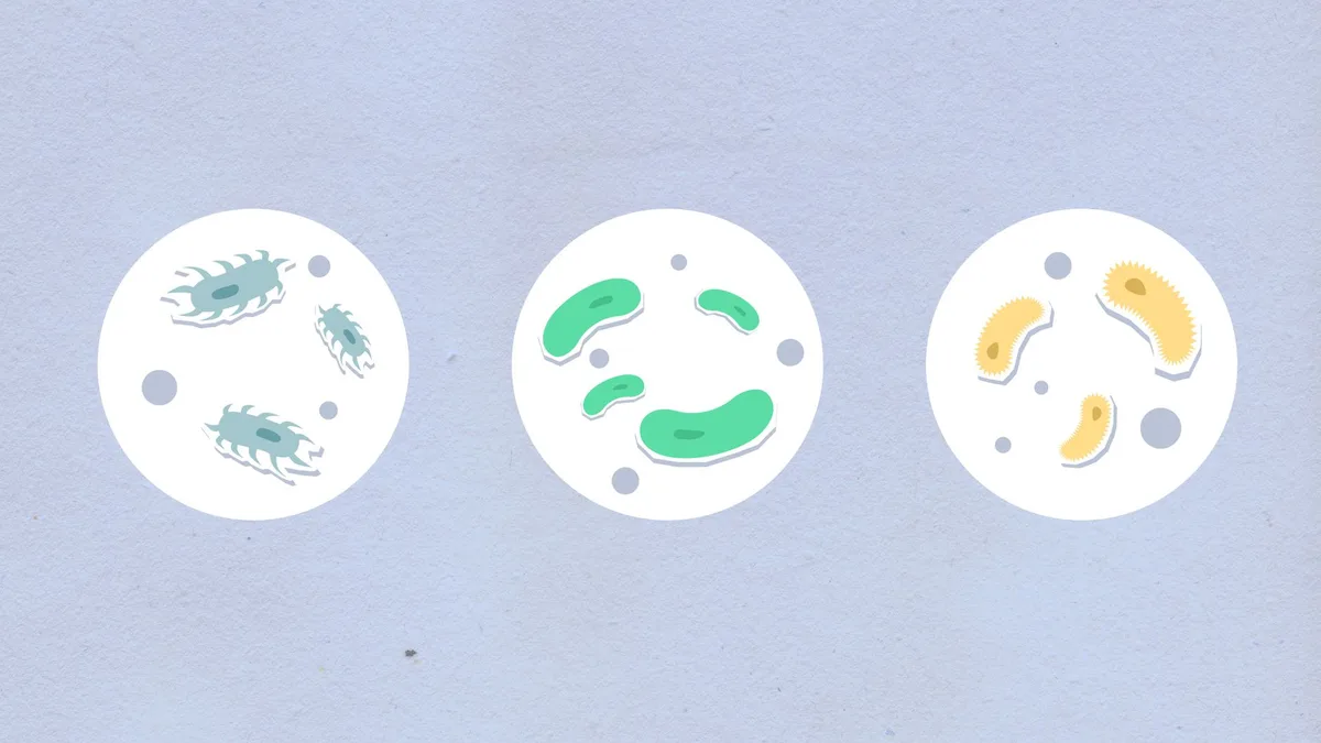 milky spore Bacillus popilliae bacteria