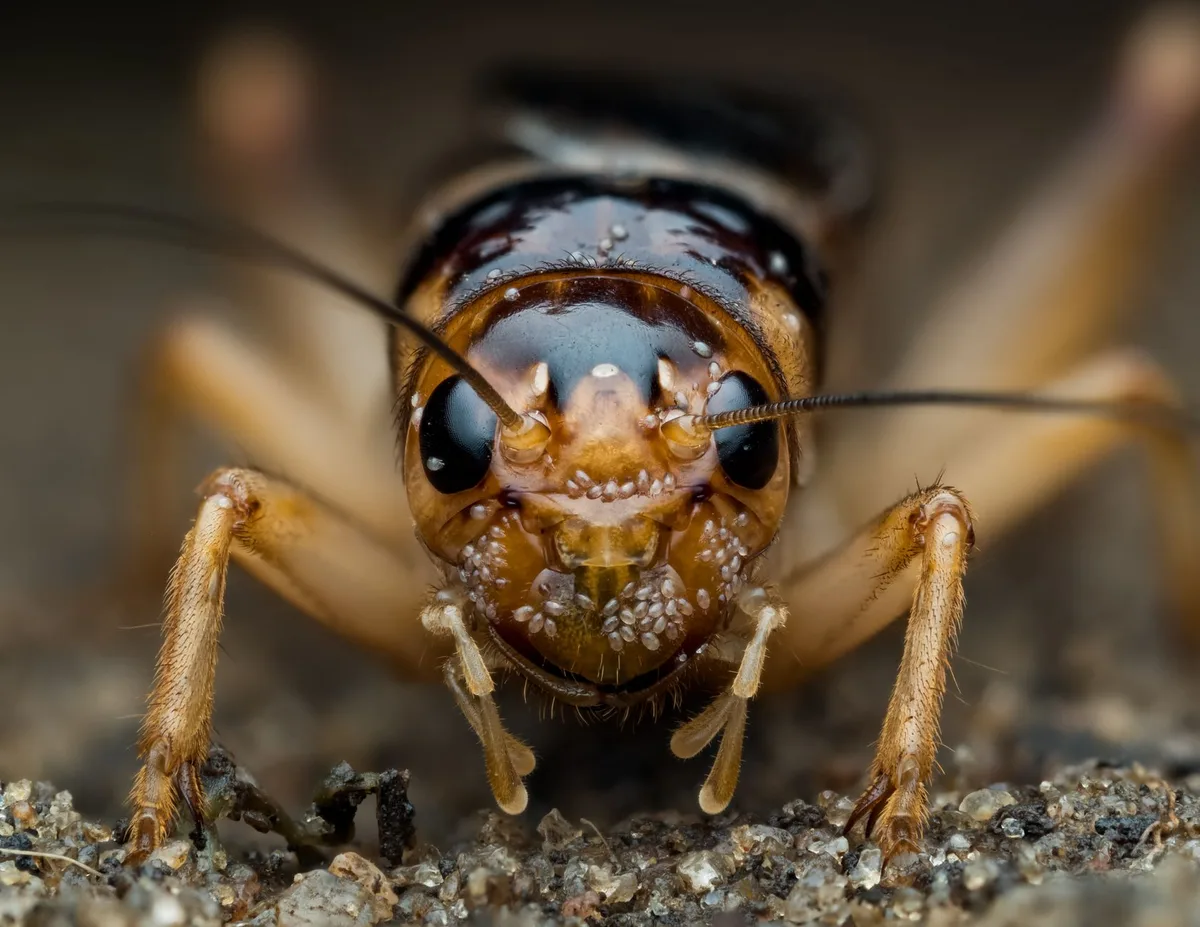 mole cricket adult close up